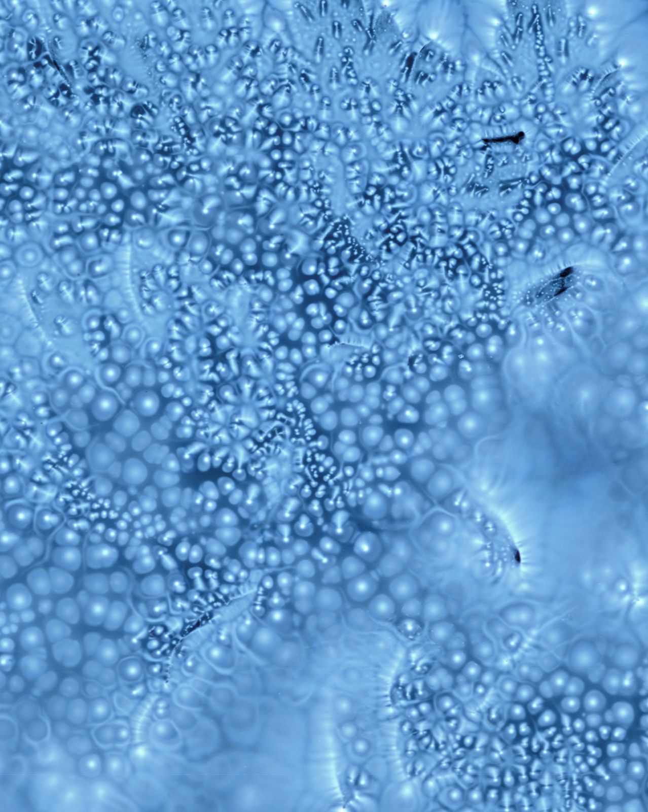 DANIELADROZ--Soffio-13--2026