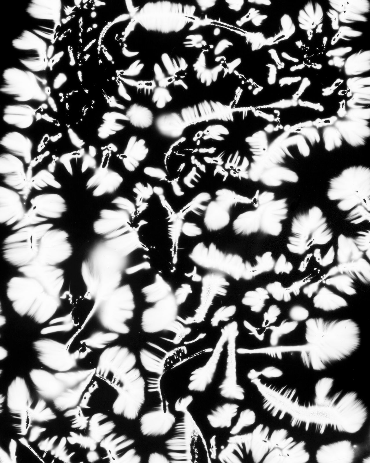 DANIELADROZ--Soffio-04--2026