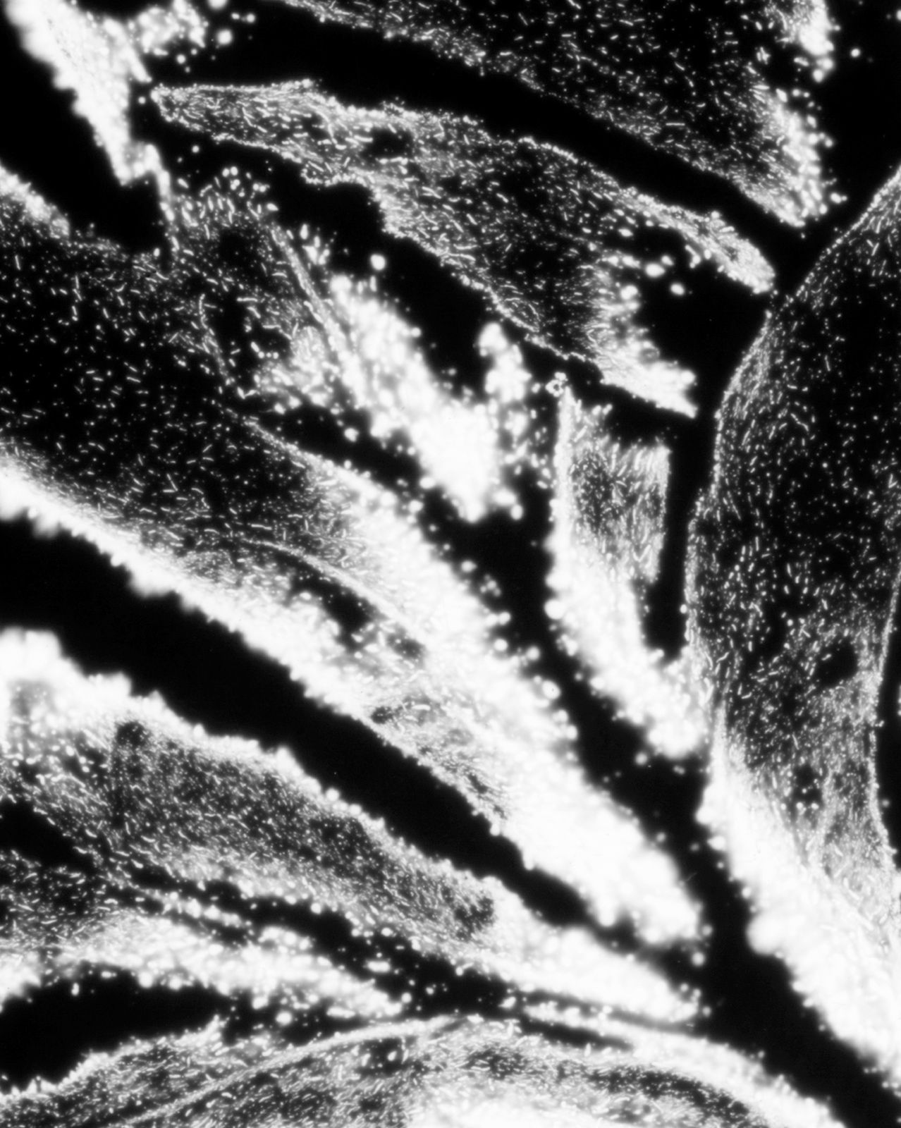 DANIELADROZ--Soffio-06--2026