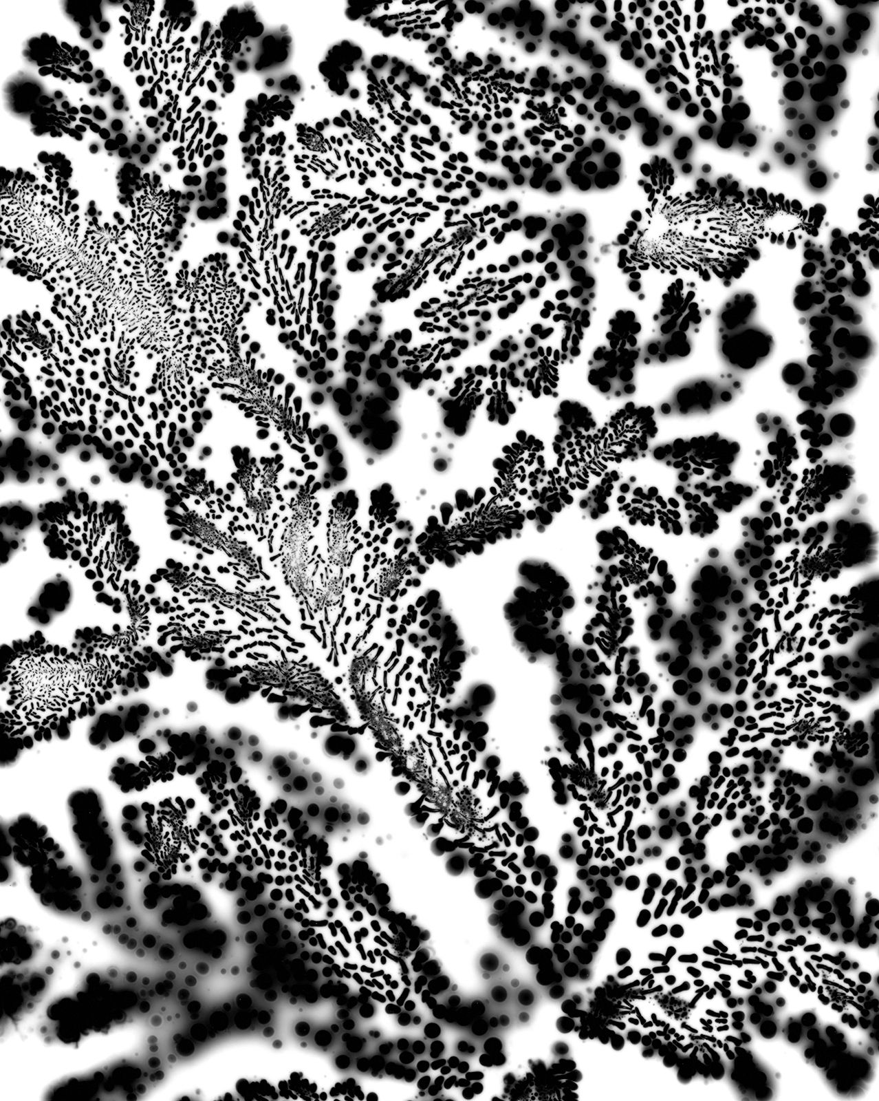 DANIELADROZ--Soffio-08--2026