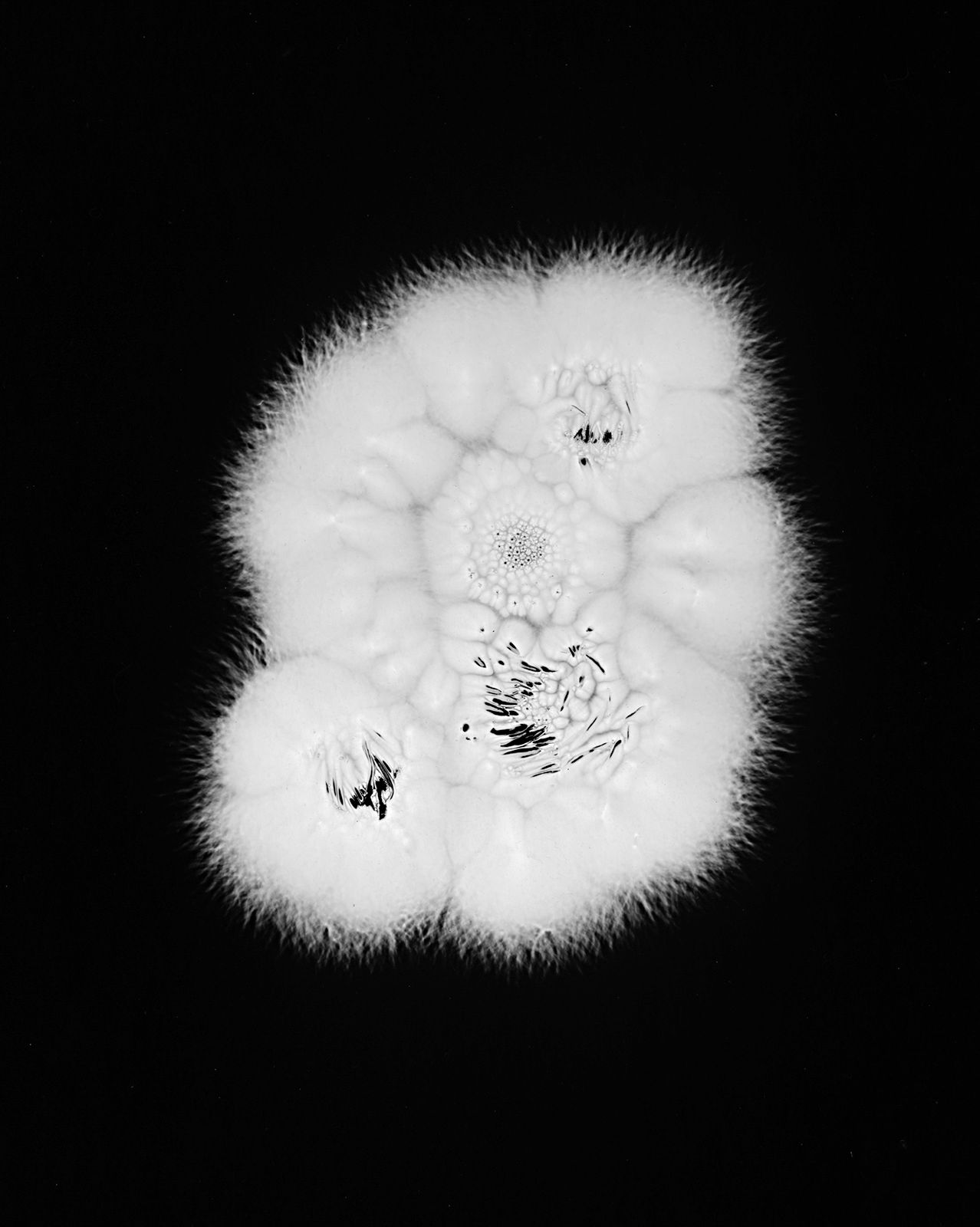 DANIELADROZ--Soffio-09--2026