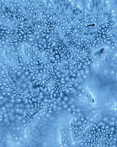 DANIELADROZ--Soffio-13--2026